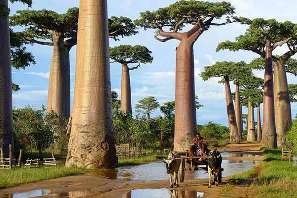 baobabs à Madagascar.jpg