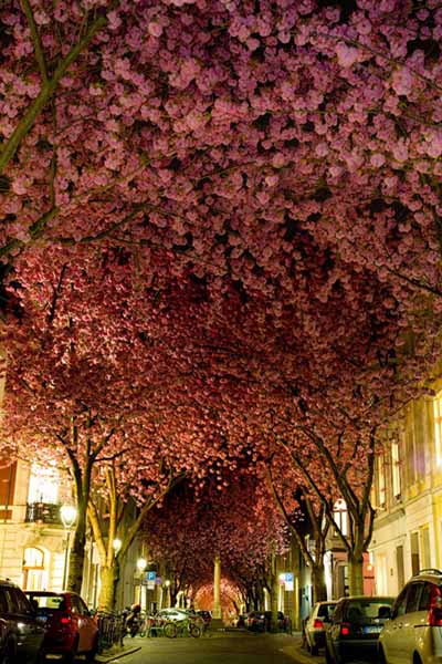 Cerisiers en Allemagne.jpg