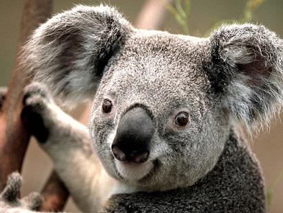 Koala3.jpg