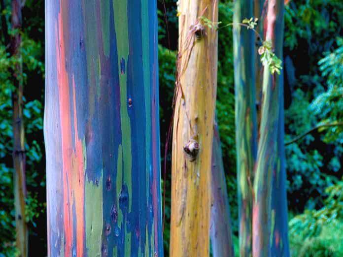 Leucalyptus-arc-en-ciel-un-arbre-haut-en-couleur-3-1.jpg